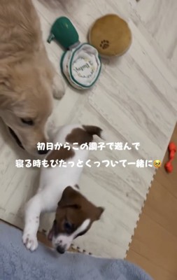 大きな犬のそばで寝転ぶ子犬