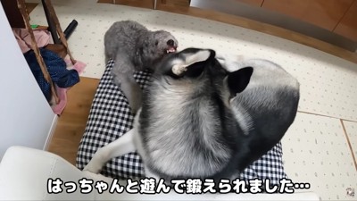 はっちゃんとの遊びで成長