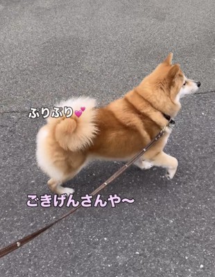 巻きしっぽを揺らして歩く犬