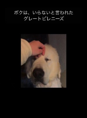 新しい犬生を幸せに…