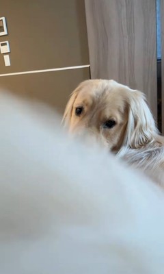 桃を食べるコロッケくん2