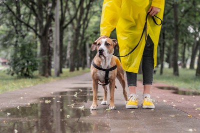 カッパをきた飼い主と犬