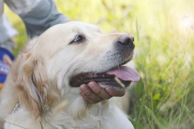 首元を撫でられるゴールデン