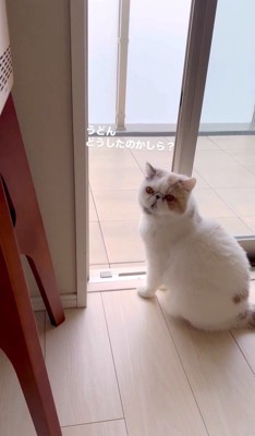 うどん君とあられちゃんの愉快なやり取り4