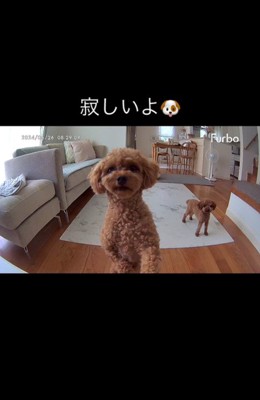 ラニちゃんとラナちゃんのお留守番3