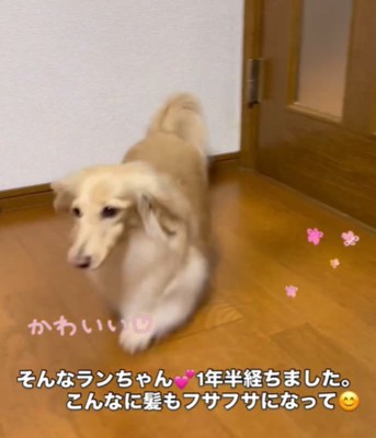 走る犬