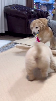 子犬がおしっこした場所に近づいていく成犬