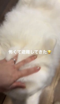 体を寄せる犬