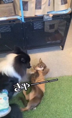 仰向けになるダックス