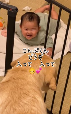 ゲート越しに赤ちゃんを見つめる犬と笑顔の赤ちゃん
