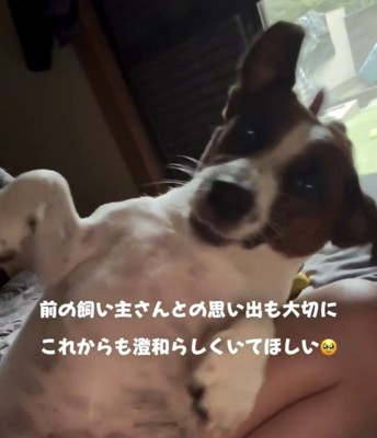 仰向けでくつろぐ犬