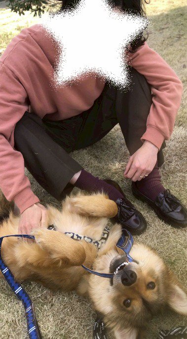 仰向けになってお腹を見せる犬