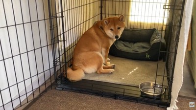 お利口さん♪
