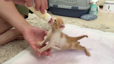 小さな子猫にミルクを…