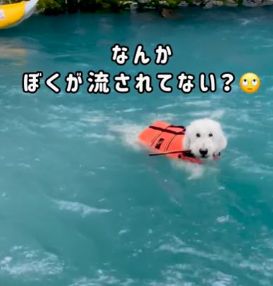 川を泳ぐゴールデンドゥードゥル