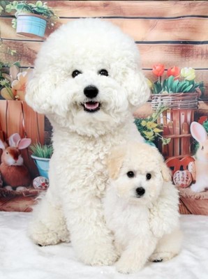 ぷりんくん&ぽむくん4