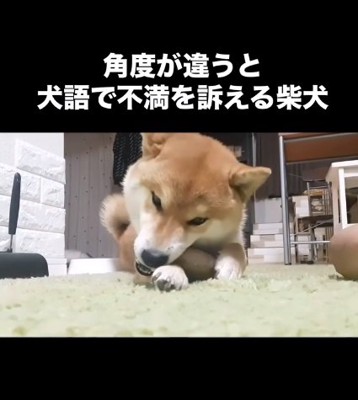 また遊び始めたこむぎくん