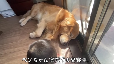 窓際での昼寝を楽しむベンツくん