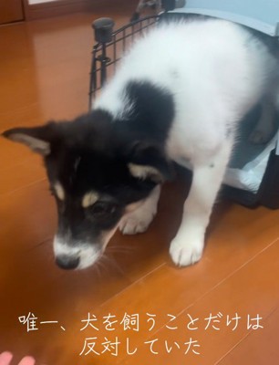 お父さんだけが大反対