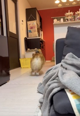 「待てー！！」