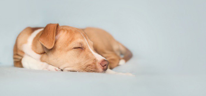 体を丸めて眠る子犬