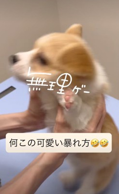 万歳ポーズで暴れる子犬