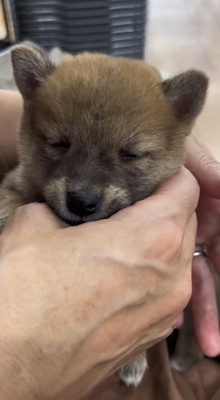 手の中で寝る犬