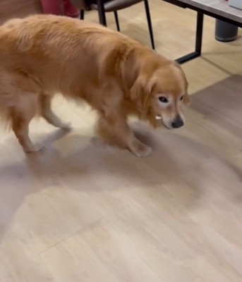 歯磨きガムをくわえる犬1