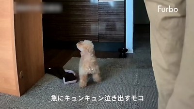 実家に戻ることに