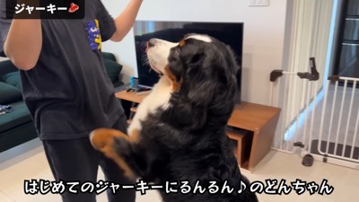 ジャーキーを見て大はしゃぎ♪