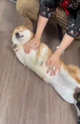 お腹を撫でてもらう柴犬