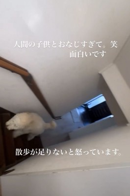 階段をのぼる犬1