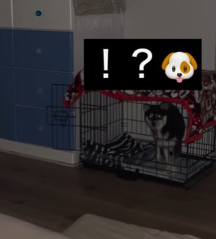 暗い部屋のケージの中から見つめてくる柴犬