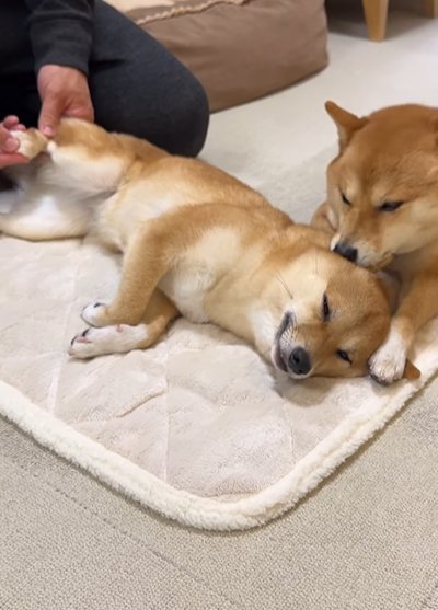 リラックスしている妹犬