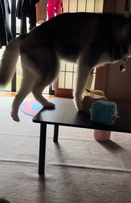 後ろ足を伸ばす大型犬