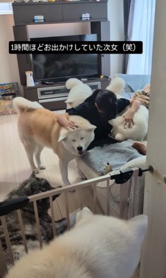 女の子を熱烈歓迎する秋田犬たち2
