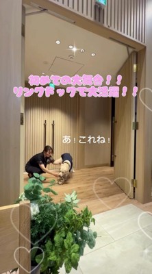 カゴを口に咥える犬