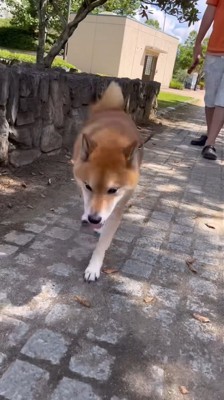 仕方なく歩くロックくん