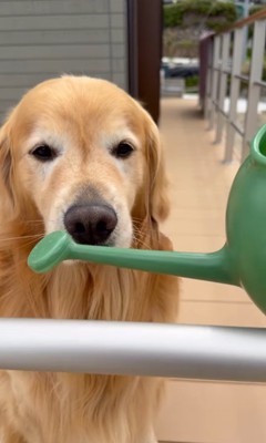 お手伝いをするホット君9