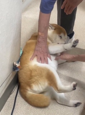 撫でられながら体を伸ばす犬