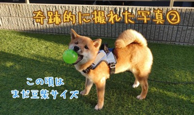 チョコくんの成長記録6