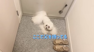 パパを待つ苺ちゃん