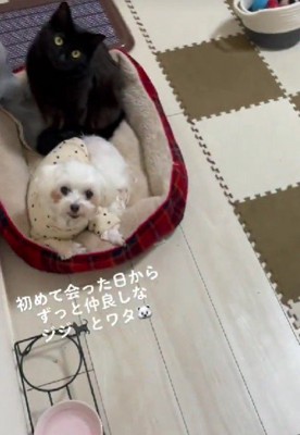 かけがえのない猫の家族