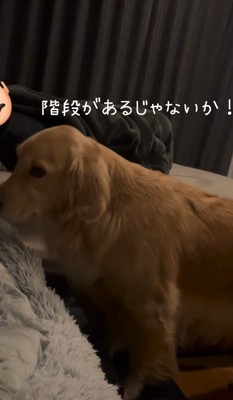 ベッドへの階段を発見