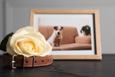 犬の遺影と首輪