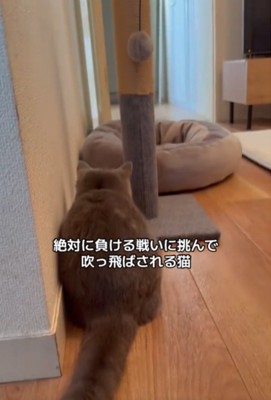 しゃがむ猫