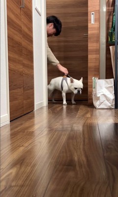 散歩に連れて行きたいお父さんVSマルちゃん9