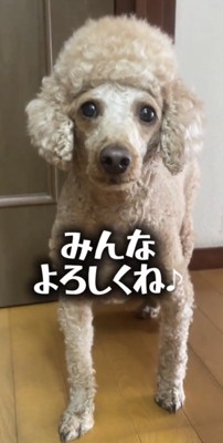 正面を向いて立つ犬
