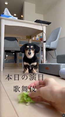おやつを床に置く飼い主