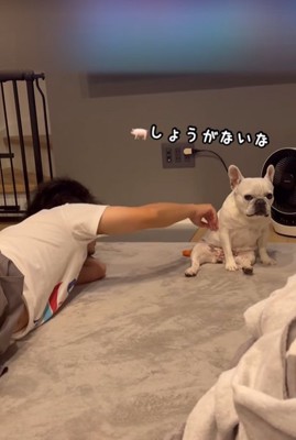 飼い主に撫でてもらう小型犬
